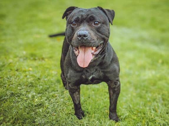 10 years old, Staffordshire Bull Terrier. This gentle giant is affectionate, playful and a big bundle of joy who will suit any family who is looking for a slightly older dog with lots of love to give.