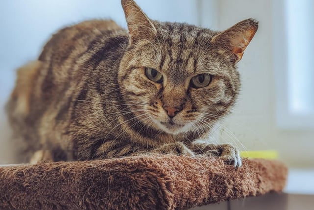 Maria is an old girl at ten years old, but she doesn't let this get in the way of her living her best life. She's a shy, quiet cat, but will warm up to you in no time.