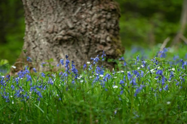 Bluebells start to flower on the Longshaw Estate at the end of April. The Haywood and Jubilee woods are the best places to see the estate's bluebells in all their glory.