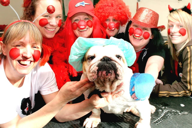 'Dogs Body' Day long dog bath for comic relief. l-r: Jane Waller, Julie Allsopp, Angie Wragg, Tracy McDougall, Kirsty Orr, Carly Andrews and Pepper the Bulldog in 2009