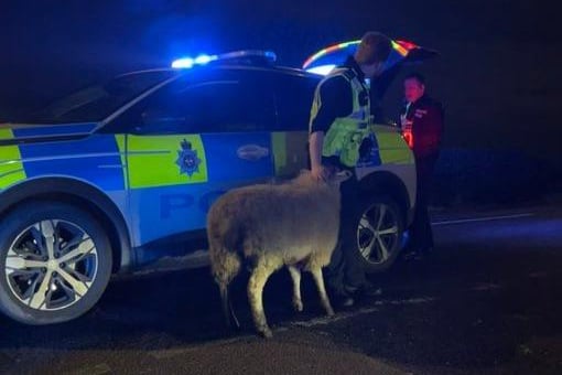 After intercepting the woolly fugitive in Heage officers returned it to a nearby field.