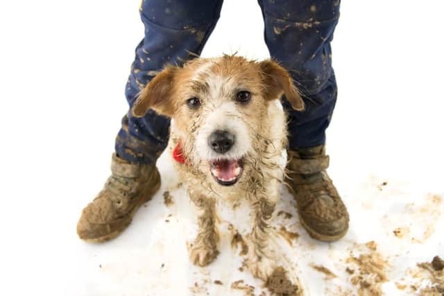 Ideally, dogs should not have be given an all-over wash more than once a month to avoid their fur being stripped of beneficial oils. Photo: Shutterstock/smrm1977