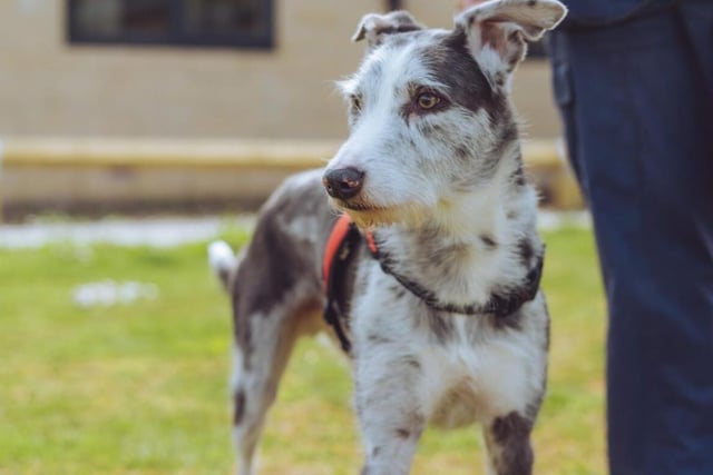 Diesel isn't anywhere nearly as scary as his name might suggest! He's the oldest dog on the list so far at eight years old, but he's still full of energy - can you be the one to keep up with him?