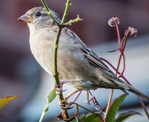 A little sparrow photogrpahed by @rasphotography2020