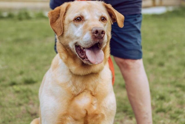 Vince is a lovely eight-year-old labrador who would happily live with children and other animals. He can be strong on the lead and needs to be kept on a diet as he loves his food.