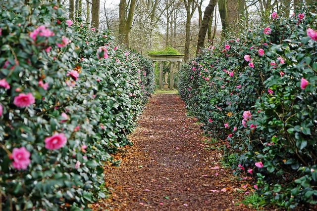 Pretty blooms line the pathway leading to a statue.