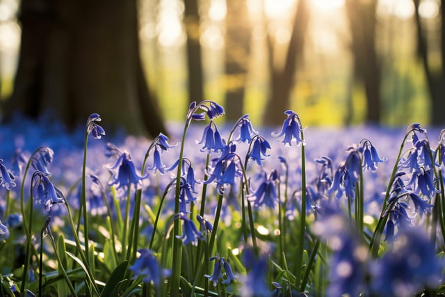 Enoy a spring walk through Serpentine Wood at Calke Abbey and discover a sea of bluebells flowering from mid-April to the end of May (generic photo: Stock Adobe/KWY)