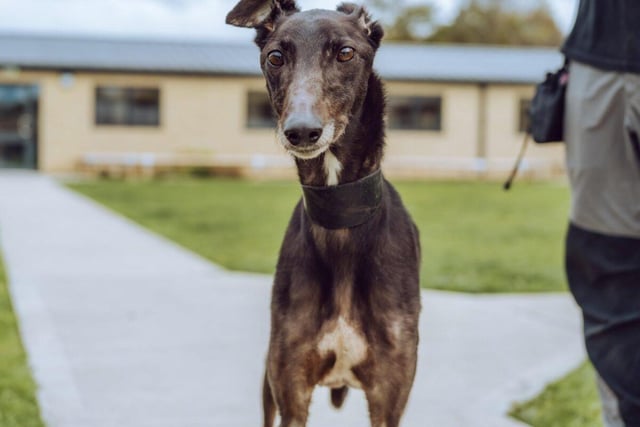 Saturn is a five-year-old male greyhound who is gentle, tender, attentive and adoring. He is looking for a quiet home where someone could be with him most of the time. Saturn could live with children of primary school age and alongside another dog of a similar size.