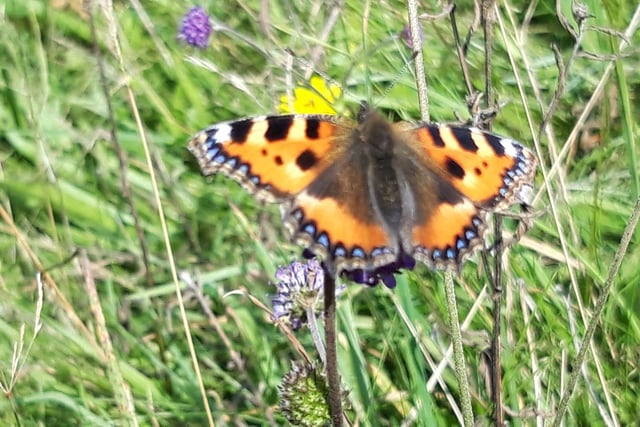 A delightful close-up shot from Andrew's Photography shows a tortoiseshell butterfly on a thistle flower at Eccles Pike.