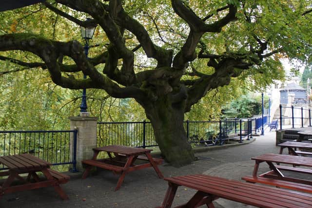The monumental Copper Beech Tree, which has been in Matlock Bath for generations, was cut down after Derbyshire Dales District Council granted permission for planning application to chop it down. (Credit: Peter Ludlam)