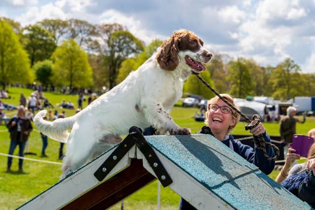 Visitors can bring their dog along to have a go at the agility course and other family-friendly show classes.