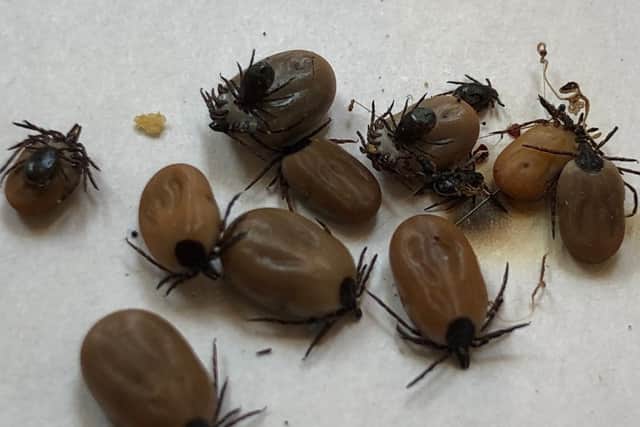 Ticks are more numerous this year and present a danger to people, pets and livestock.