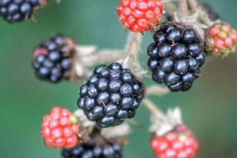 Lusious berries growing down at the Edlington Pitwood. Taken by @edlington_pitwood