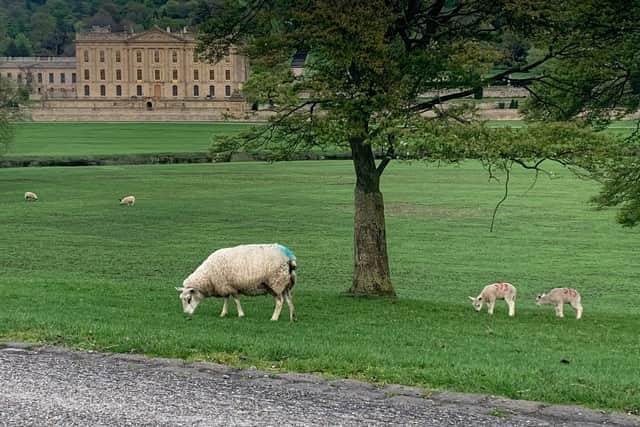 Chatsworth chops are produced from some of the finest grass in Derbyshire.