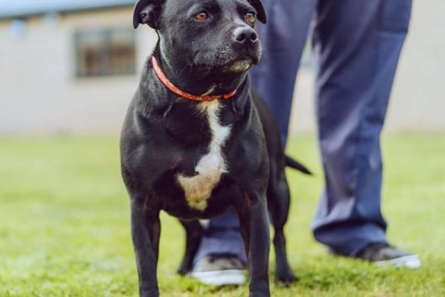 Lola is six years old, but she's every bit as bouncy as a puppy. She loves food too - she'll have a whale of a time playing any game that involves treats!