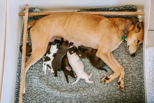 Four-year-old Susie arrived at Chesterfield on 25 July, giving birth to 10 puppies just three days later, on 28 July.