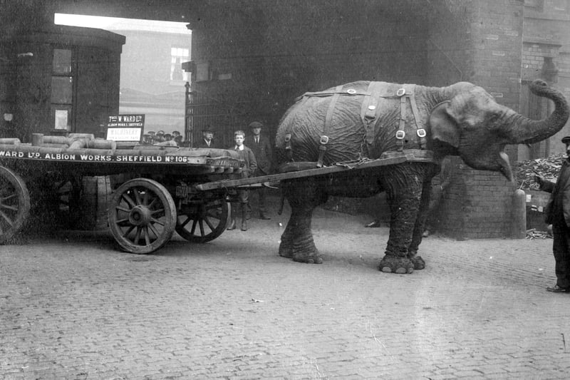 From 1916 an elephant called Lizzie was employed to haul heavy loads of steel and machinery through the streets of Sheffield. She worked for scrap merchant Thomas Wards Ltd based at Albion Works on Savile Street in Attercliffe and was stabled nearby at Lady’s Bridge.