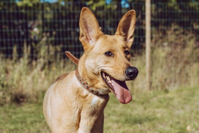 Lassie, a two-years-old German Shepherd is looking for a quiet home where she can be the only pet. She can be very timid until she gets to know someone so will need an understanding owner who can give her time to settle in.