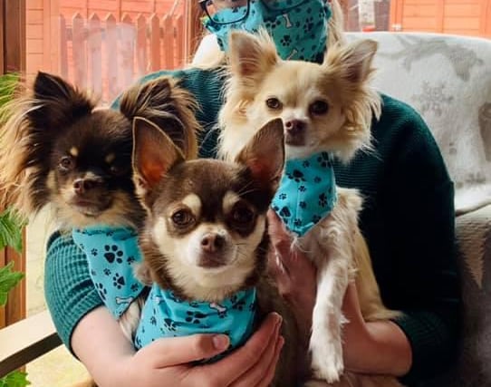 Cora Orphant matched her mask with three cute chihuahuas