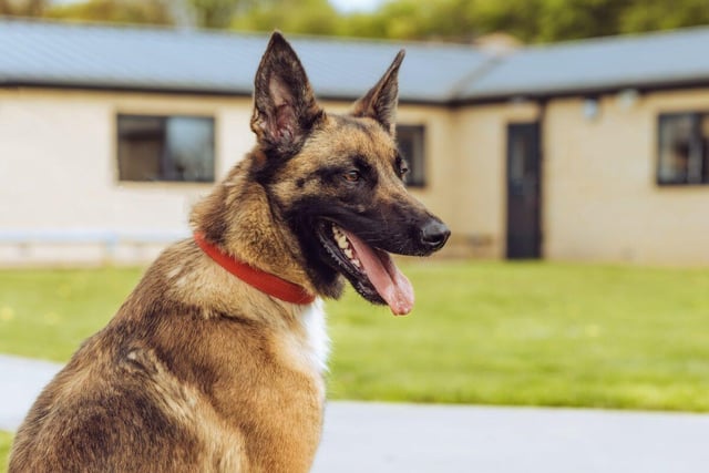 Cassy is a two-year-Belgian Shepherd who is a bright spark, always on the go and loves going for walks and playing games. She would prefer an adult-only household that is quiet as she gets scared around loud noises and to be the only animal in the home.