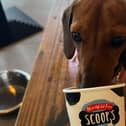 Our new canine columnist was a big fan of the dog menu.