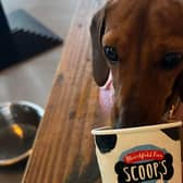 Our new canine columnist was a big fan of the dog menu.