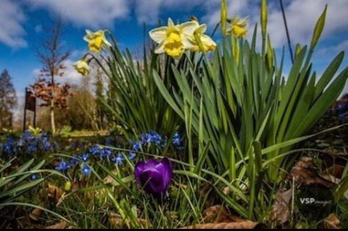 Daffodils are everywhere right now. From @vspimages