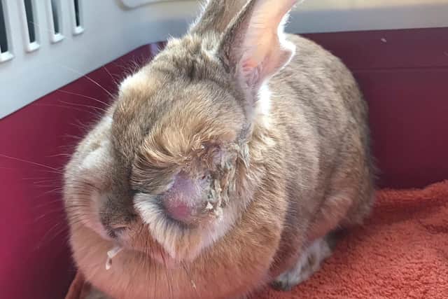 The rabbit had quite a severe eye injury and a very red tooth which had overgrown massively