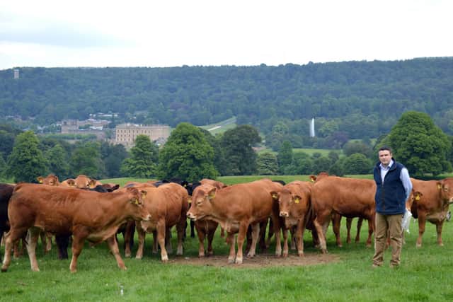Farms manager David Howlett with part of the Chatsworth estate herd.