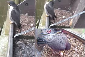 Photos show the famous Derby Cathedral peregrine falcon after laying her first egg of 2024.