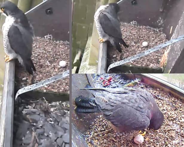 Photos show the famous Derby Cathedral peregrine falcon after laying her first egg of 2024.