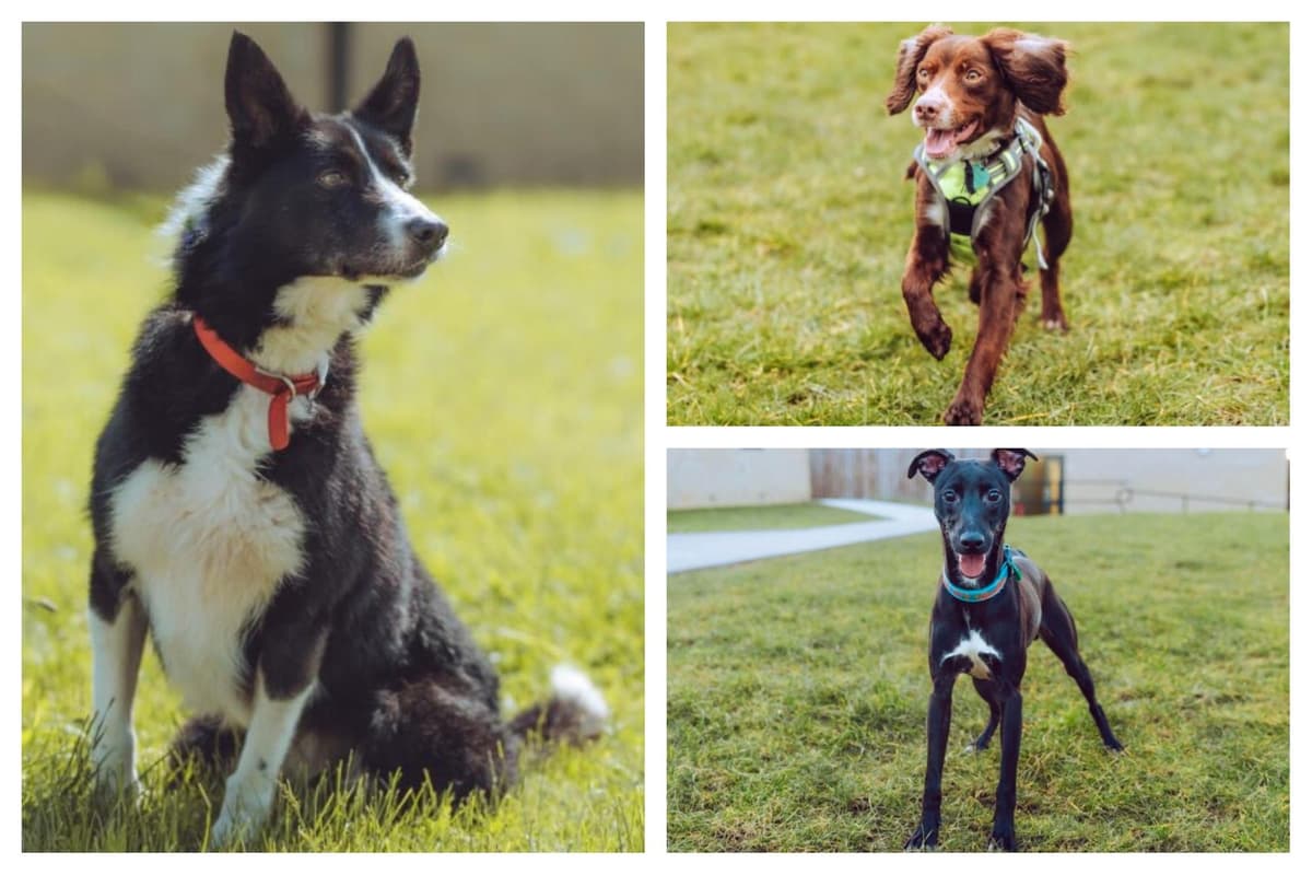 Dogs That Rescue 14 rescue dogs to capture your heart are in the care of Chesterfield RSPCA