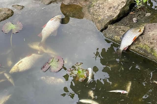 The fish died after the rapid change in temperature last week. 
Credit: Sharon Laker