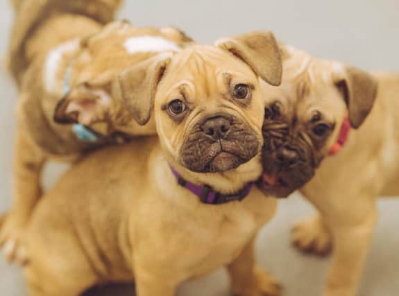This trio of nine-week-old mastiff puppies are cute, playful and loving. Potential owners should be aware that the two girls and one male will be quite hefty when they are fully grown.