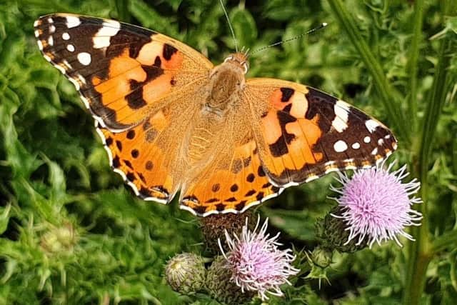 Eric Easom's photo of a Painted Lady at Wessington.