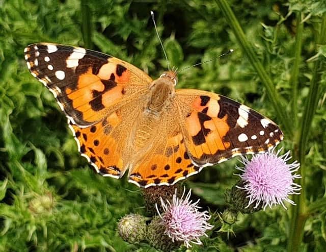 Eric Easom's photo of a Painted Lady at Wessington.
