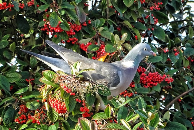 A pigeon in search of berries.