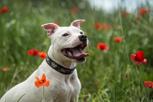 Is your favourite breed the Staffordshire Bull Terrier? Owners of these dogs are the most affectionate and trustworthy