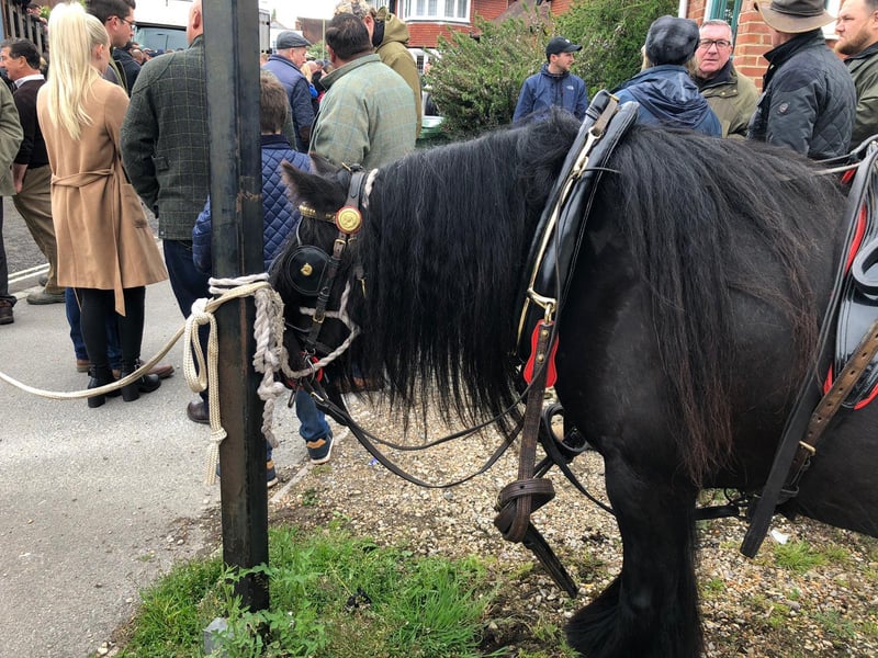 Another one of the horses in Wickham