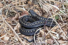According to the Wildlife Trust, adders, which are a protected species, are relatively small, stocky snakes and prefer woodland, heathland and moorland habitat.