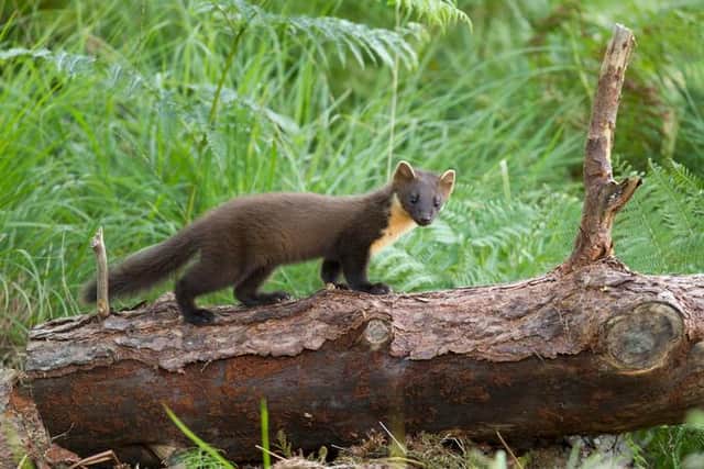 The pine marten is close to extinction in England