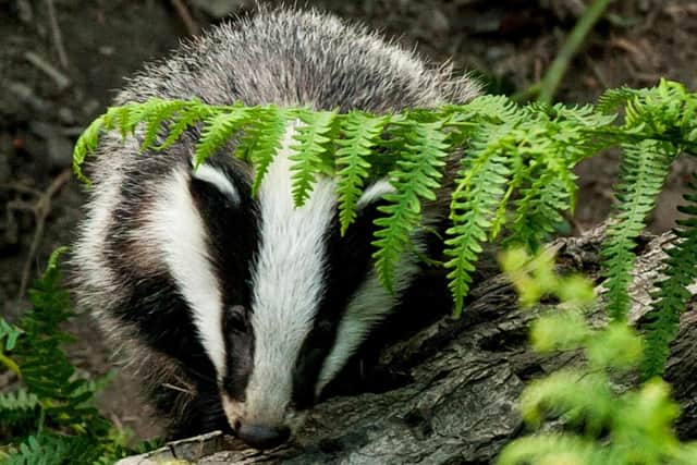 A badger in a woodland near Edale. (Photo: Jason Skeen)