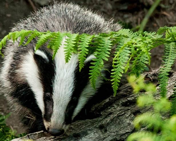 A badger in a woodland near Edale. (Photo: Jason Skeen)