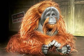 A life-sized orangutan will be on stage at the Winding Wheel, Chesterfield, in the Animal Guyz show on July 31, 2023 - with no live animals involved.