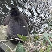A member of the public noticed a rabbit trapped in the river at South Wingfield and called fire services.