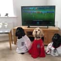 Even pooches donned their England shirts to cheer on the team ahead of their 4 nil victory over Ukraine in the Euros yesterday. Submitted by Mary Wigmore.