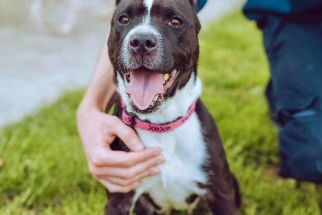 Minnie is a three-year-old Staffordshire bull terrier who is friendly, gets on well with other dogs and is always on the go.  She could live in a household that has children of secondary school age.