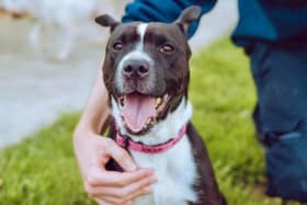 Minnie is a three-year-old Staffordshire bull terrier who is friendly, gets on well with other dogs and is always on the go.  She could live in a household that has children of secondary school age.