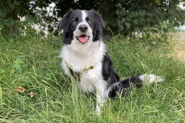 Stitch, the super smart and amazing six-year-old Border Collie Cross, is looking for a family with young adults (15+) and no other pets. He enjoys quiet walks, agility, and exploring new places. Stitch is ready for adventures and a loving home.