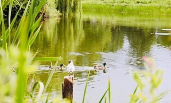 Ducks on Cusowrth Hall pond by @robbiek_carter.